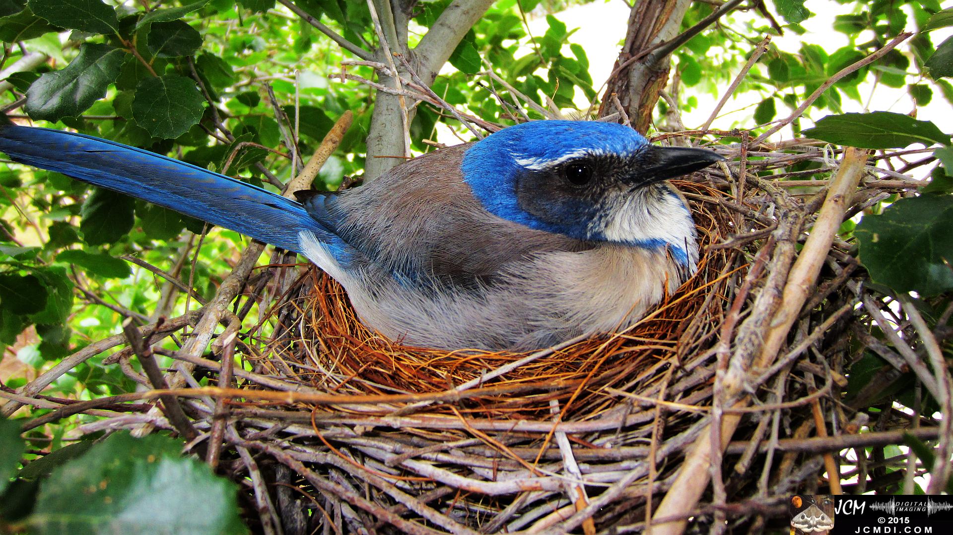 Scrub Jay stills in Santa Clarita, Ca jcmdi.com